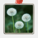 Search for dandelion christmas tree decorations Plant
