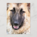 Search for alsatian postcards dogs