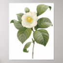 Search for japonica posters Camellia
