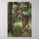 Search for odocoileus posters Outdoor