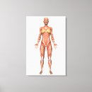 Search for abdominal art Medical