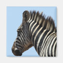 Search for zebra blue magnets Animal