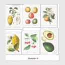 Search for vintage fruit illustration stickers Cute