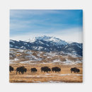 Search for migrating magnets Herd