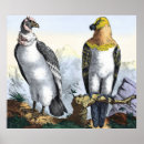 Search for condor bird posters Nature