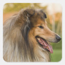 Search for herding dog stickers Pet