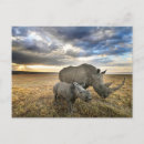 Search for nakuru White rhinoceros