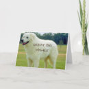 Search for great pyrenees dog postcards Photography