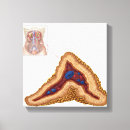 Search for midsection canvas prints Physiology