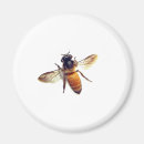 Search for wasps magnets Bug