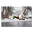 Search for drake posters Bird