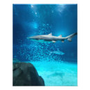 Search for life size posters Ocean