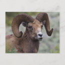 Search for bighorn sheep postcards Ovis canadensis