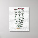 Search for vintage carnation art Steampunk