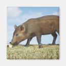 Search for piglet magnets Baby animals