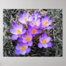Search for crocuses art Bloom