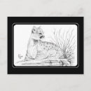 Search for cougar postcards Wildlife