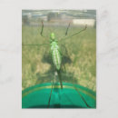 Search for insect postcards Fun