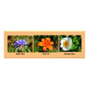 Search for rose macro posters Garden