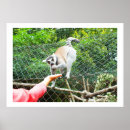 Search for ring tailed posters Primate