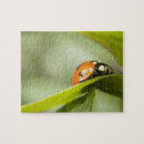 Search for ladybird puzzles Nature