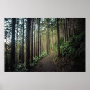 Search for large tree posters Forest
