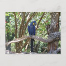 Search for macaws horizontal postcards Blue