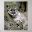 Search for felis posters Puma