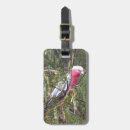 Search for galah accessories Parrot