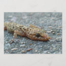 Search for amphibians invitations Reptiles