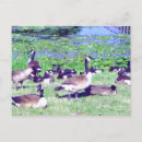 Search for gaggle Nature