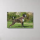 Search for boxer dog canvas prints Brindle