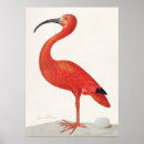 Search for scarlet ibis posters Pink