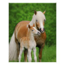 Search for cute foals posters Horse