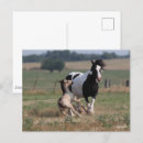Search for gypsy vanners postcards Horses