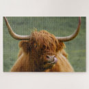 Search for highland cow puzzles Scotland