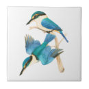 Search for kingfisher tiles Nature