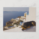 Search for dog behaviour postcards Sleeping