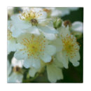 Search for wild rose tiles Roses