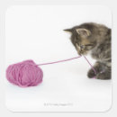 Search for tabby kitten stickers Feline