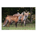 Search for mammals posters Forest