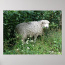 Search for funny sheep posters Photography