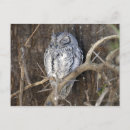 Search for kruger postcards Wildlife