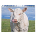 Search for cow calendars Calves