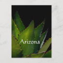 Search for agave vertical postcards Arizona