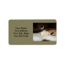 Search for siamese labels Blue eyes