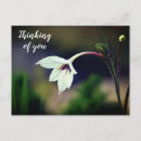 Search for bloom horizontal postcards Floral photography