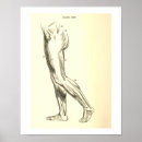 Search for leg muscle art Legs