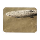 Search for speckle magnets Wildlife