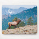 Search for bugle mouse mats Elk
